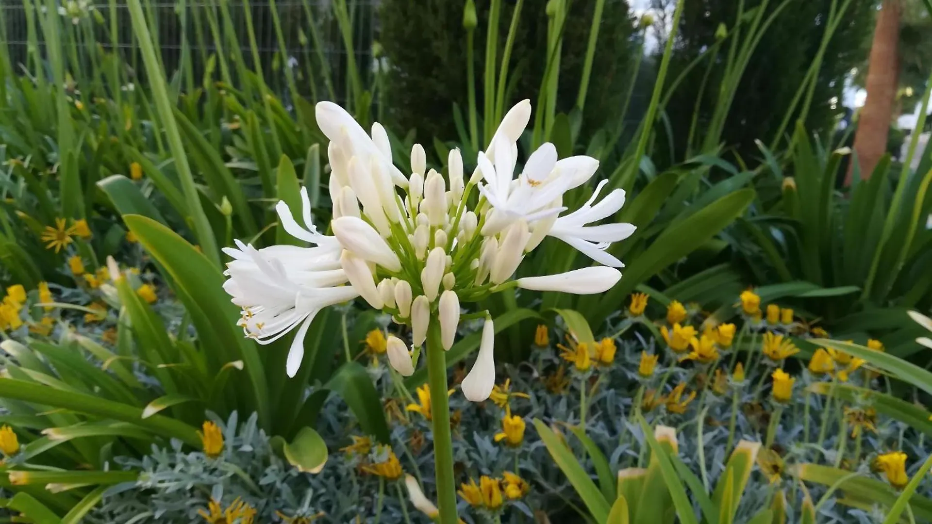 Lejlighed Agapanthus Apartamento De Lujo San Juan de los Terreros