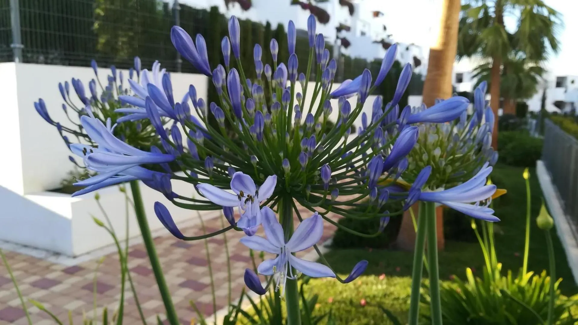 Agapanthus Apartamento De Lujo San Juan De Los Terreros Spain